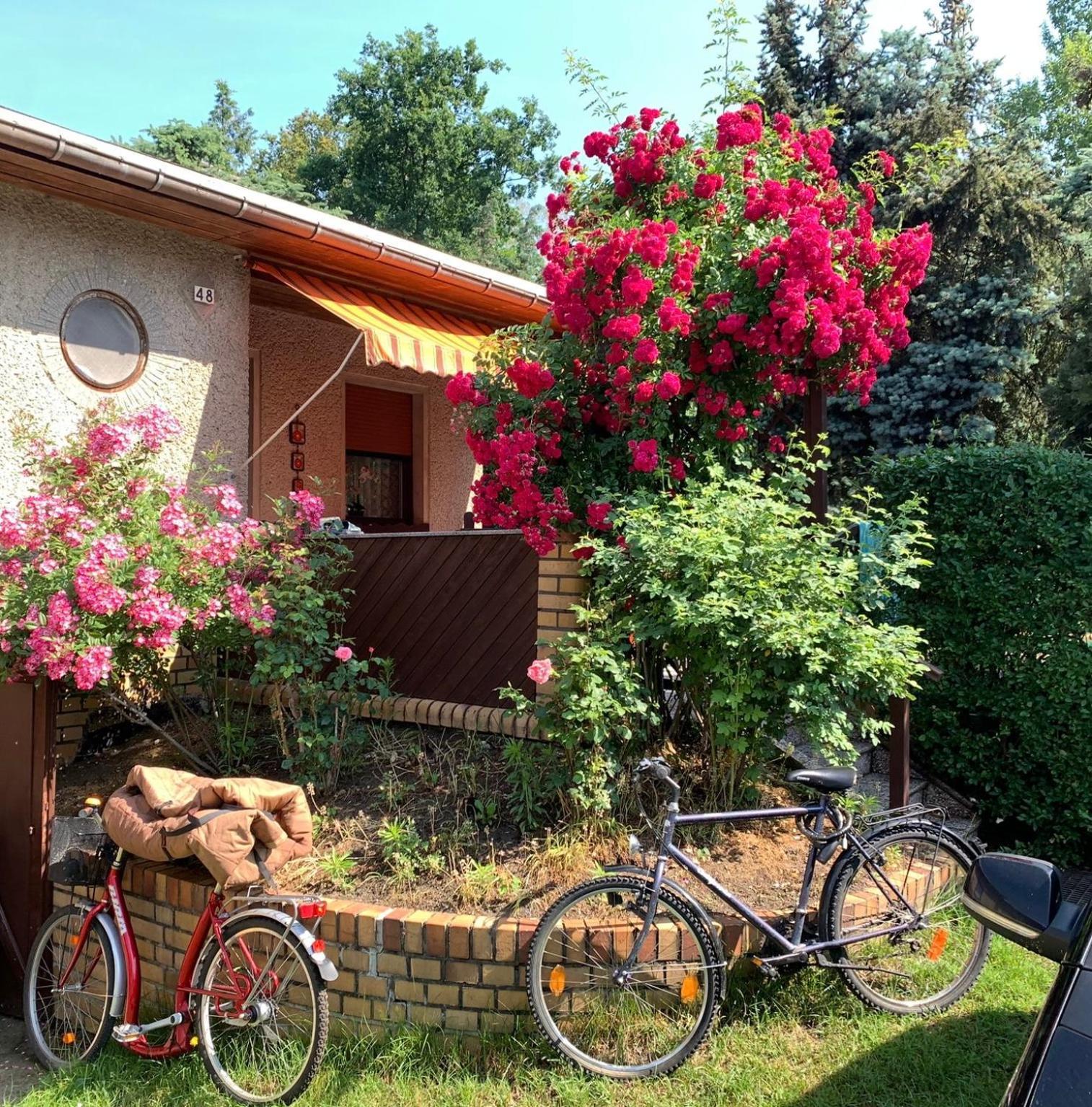 Gruener Bungalow Am Kiebitzsee Villa Falkenberg/Elster Exterior photo